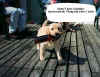 beerdog2.jpg (59075 bytes)