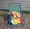 dogchair.jpg (41583 bytes)
