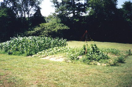 philGarden1.jpg (40472 bytes)
